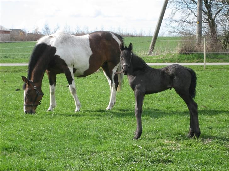 Frieser Tjoke - tjoke med sin amme mor i baggrunden :o) billede 3