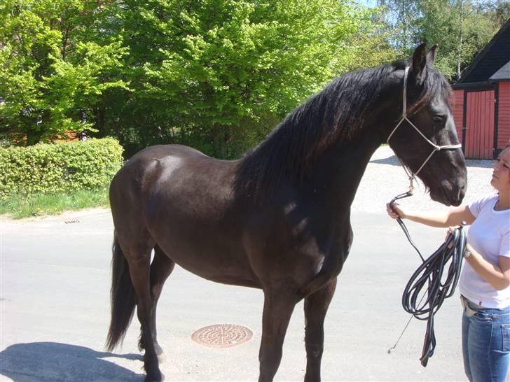 Frieser Tjoke - tjoke ca to år gammel billede 6