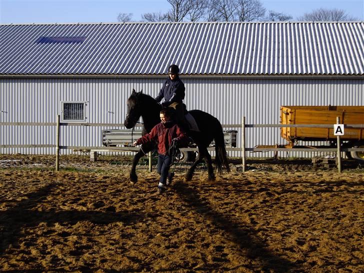 Frieser Tjoke - tjoke anden gang med rytter.. nu tre år gammel billede 7