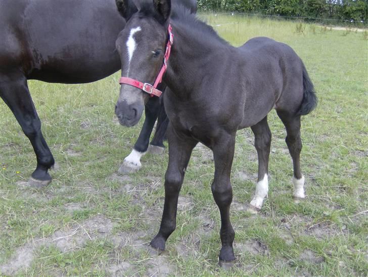 Oldenborg Grønbæks Dior billede 13