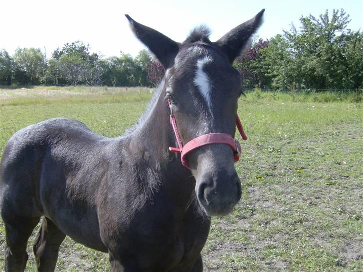 Oldenborg Grønbæks Dior billede 14