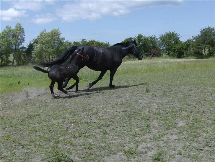 Oldenborg Grønbæks Dior billede 15