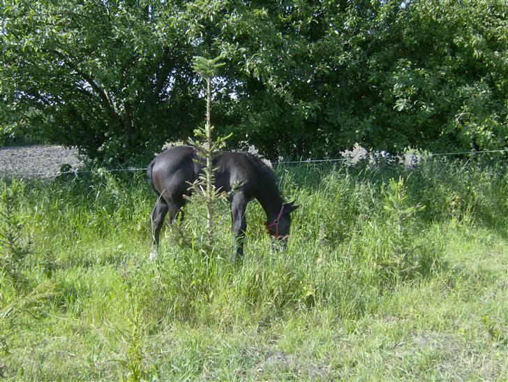 Oldenborg Grønbæks Dior billede 16