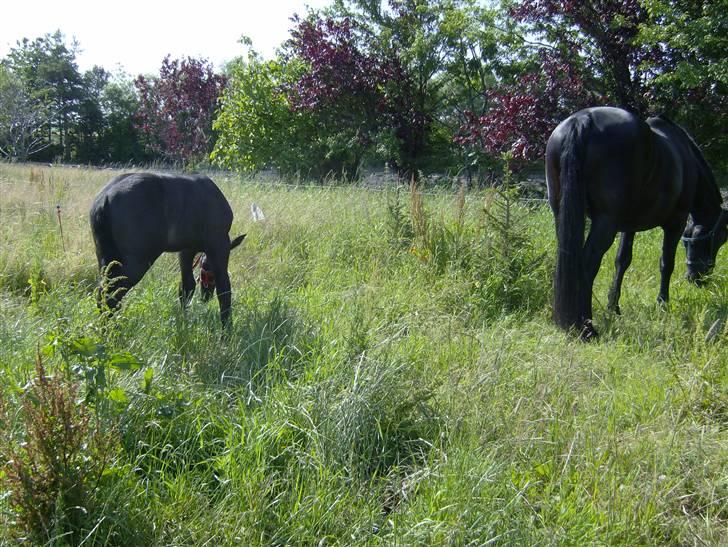 Oldenborg Grønbæks Dior billede 17