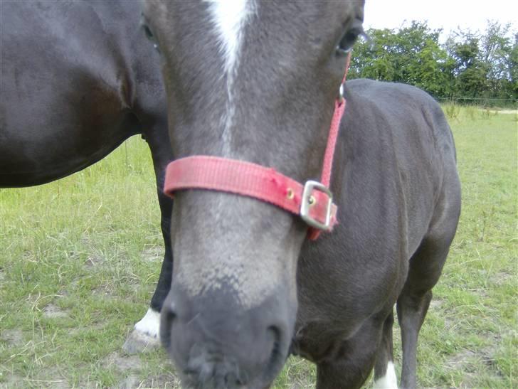 Oldenborg Grønbæks Dior - og hun kom tættere og tættere på, og bang der var kameraet billede 18
