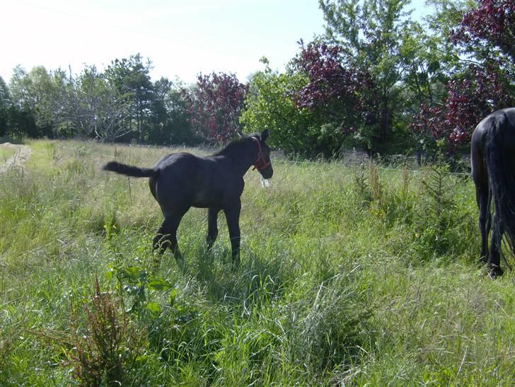 Oldenborg Grønbæks Dior - Vifte med halen kan man ihvertfald godt hehe  billede 19