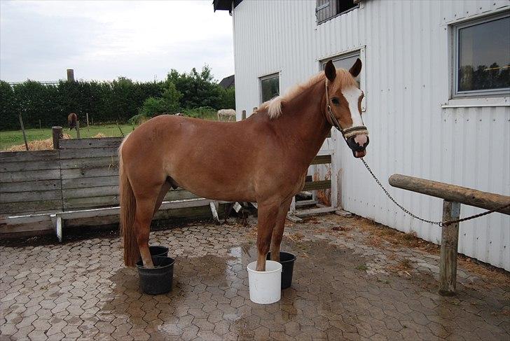 Hollandsk Sportspony Blondie - Blondie <3  billede 10