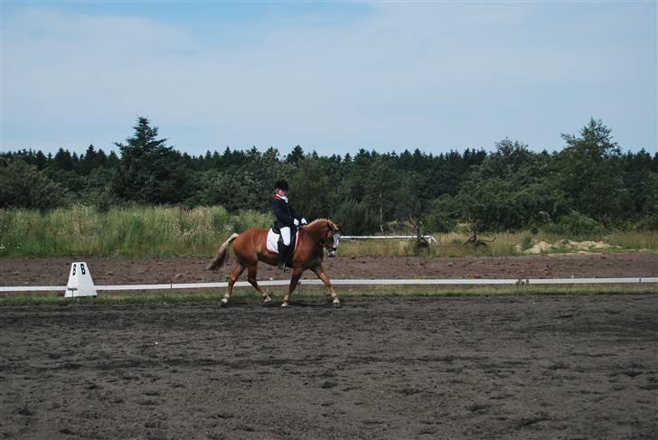 Hollandsk Sportspony Blondie - Lidt Trav.. billede 11