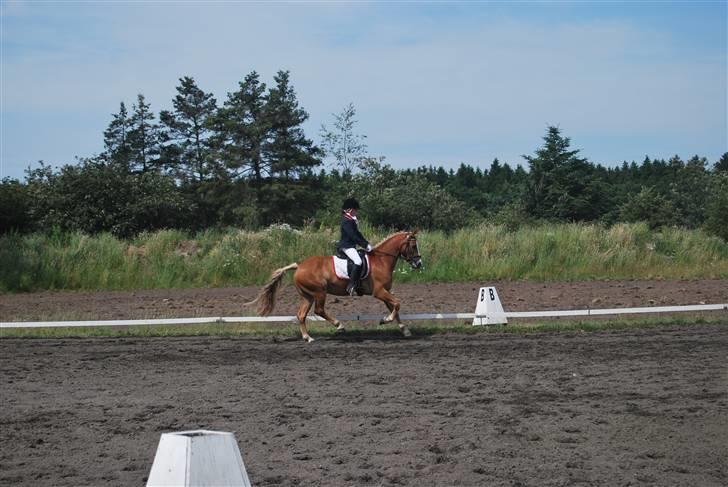 Hollandsk Sportspony Blondie - Lidt Golop<3 billede 13