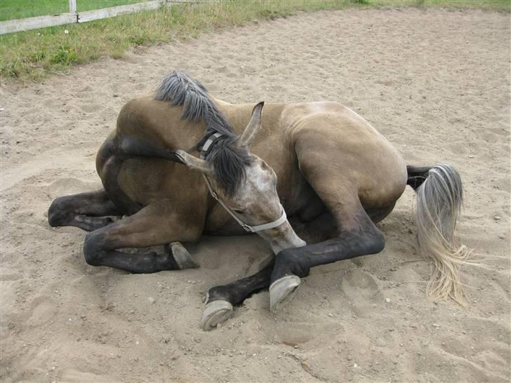 Anden særlig race <3 Domingo <3 - Sommer 2009 billede 13