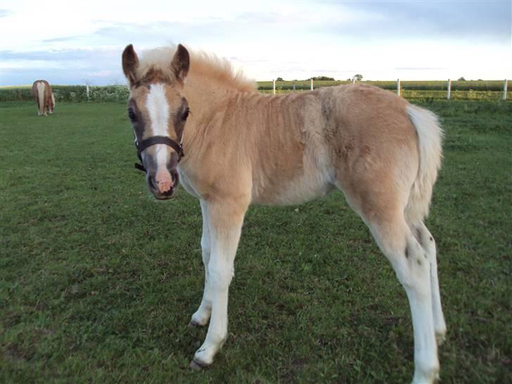 Haflinger Bellamira  <3  - Den lille :b billede 15