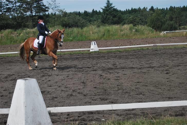 Hollandsk Sportspony Blondie - En øgning i Trav til 8. billede 16