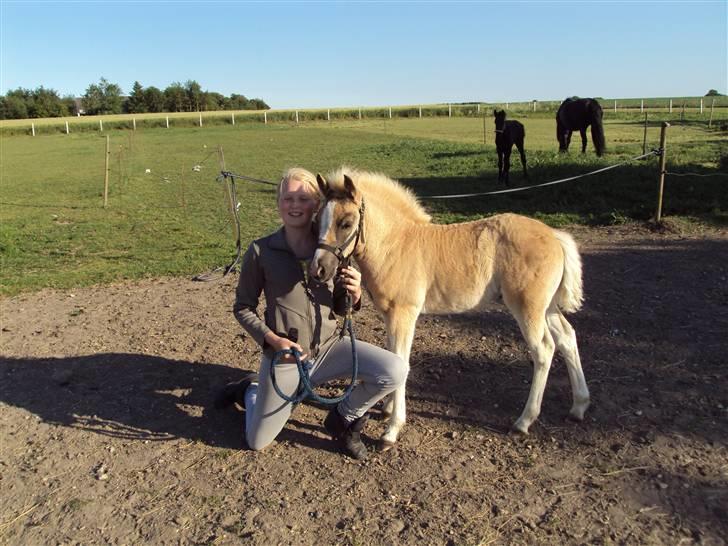 Haflinger Bellamira  <3  billede 17