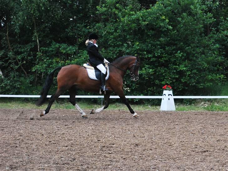 DSP Brown Bodean - solgt - Til Landsstævne i BIG..  billede 6