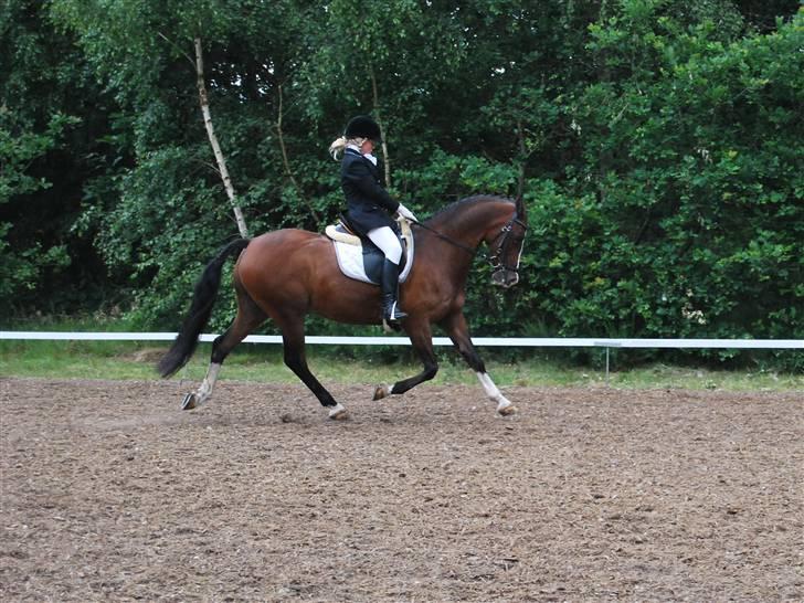 DSP Brown Bodean - solgt - En Trav Øgning billede 7