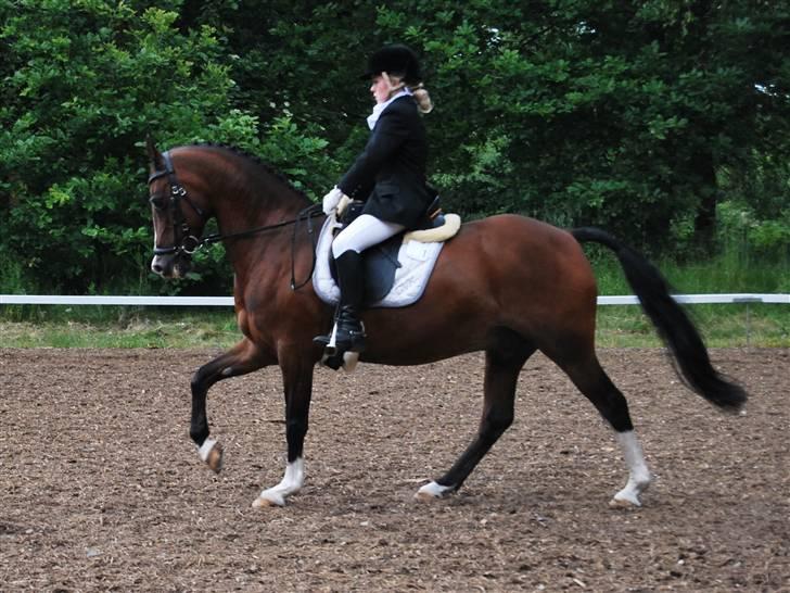 DSP Brown Bodean - solgt - Lidt Galop.. billede 8