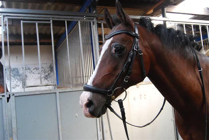 DSP Brown Bodean - solgt - Mig.. billede 10