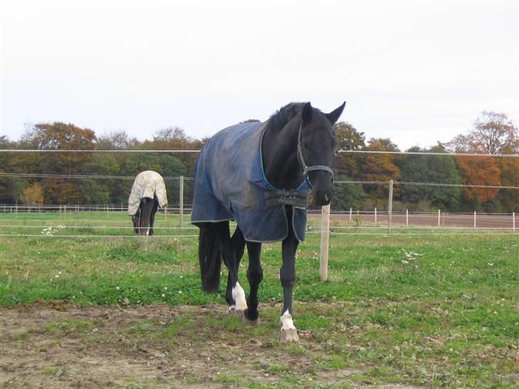 Hannoveraner Don Frederico 2 R.I.P - Fold ved Mai billede 12