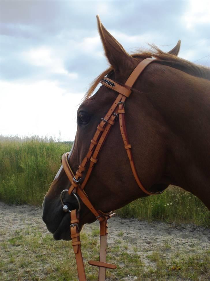 Fuldblod (XX) Rose Muwasim - 290609 på Viborg Vest billede 12