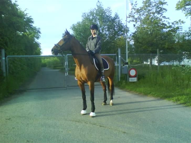 Dansk Varmblod Limona billede 15