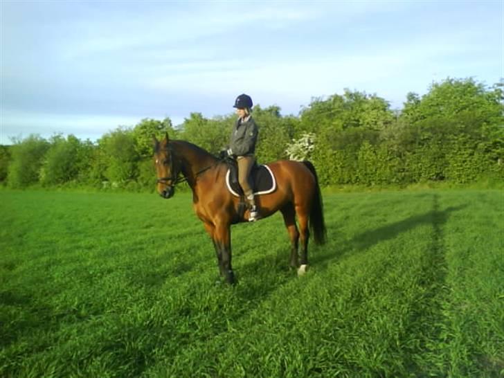 Dansk Varmblod Limona billede 16