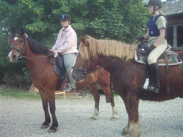 Jyde Knold - en træt og varm Knold hjemme fra tur, 29/6-09 billede 16