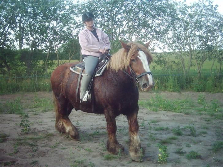 Jyde Knold billede 7