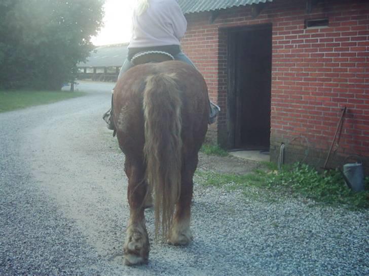 Jyde Knold - så er ladeporten hjemme ved stalddøren billede 8