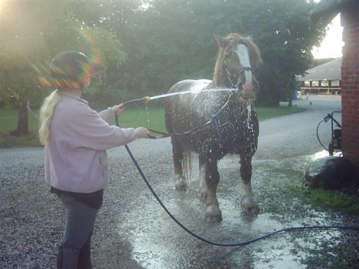 Jyde Knold - Knold eeelsker at blive vandet billede 9