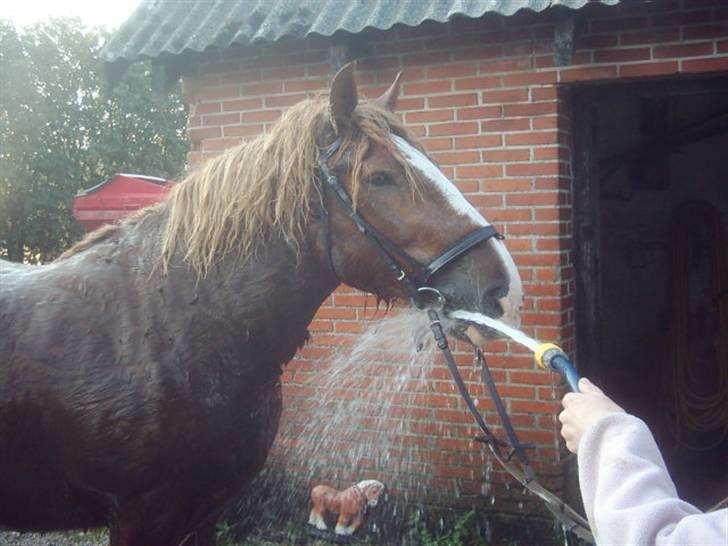 Jyde Knold billede 11