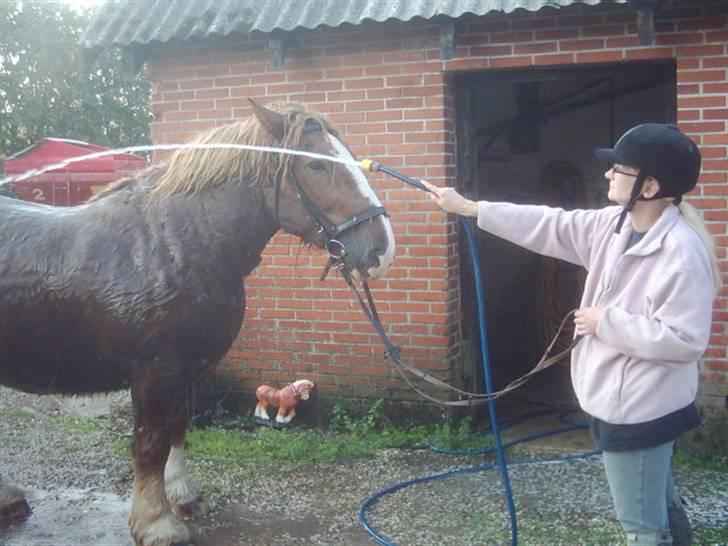 Jyde Knold billede 12