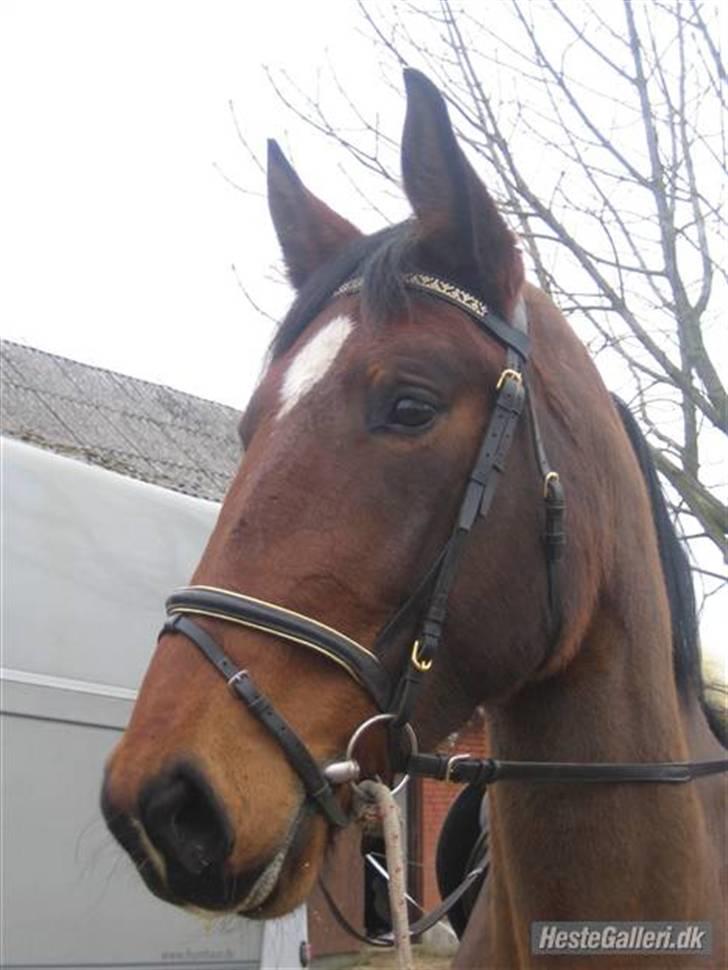 Dansk Varmblod Rozitta (Solgt) billede 14