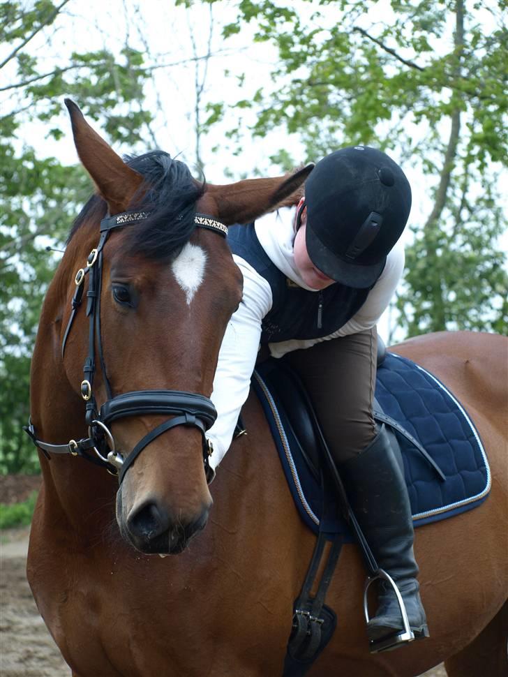 Dansk Varmblod Rozitta (Solgt) billede 15