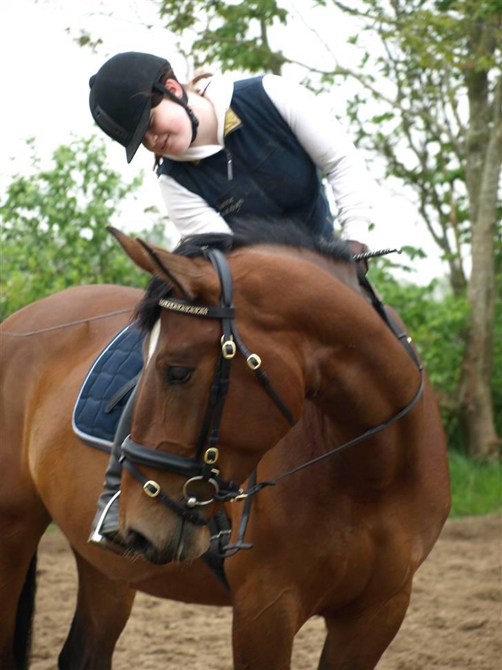 Dansk Varmblod Rozitta (Solgt) billede 16