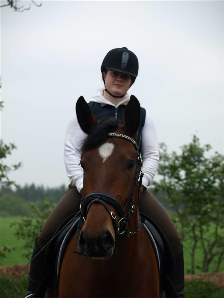 Dansk Varmblod Rozitta (Solgt) billede 17