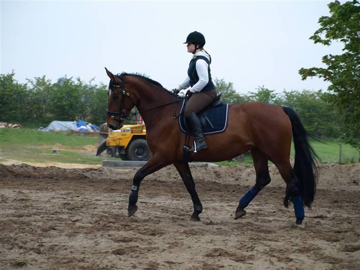 Dansk Varmblod Rozitta (Solgt) billede 18
