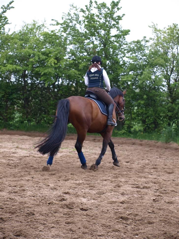 Dansk Varmblod Rozitta (Solgt) billede 19