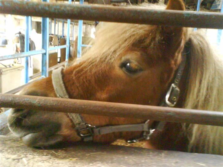 Shetlænder Egon Sporup - billede siger alt :D  billede 19