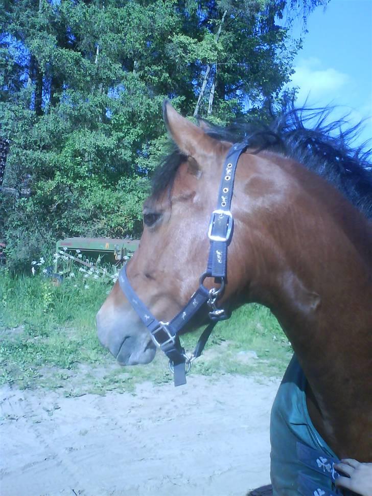 New Forest Bøgelunds Sarina NF 2078 - hun er bare så super dejlig :D  billede 19