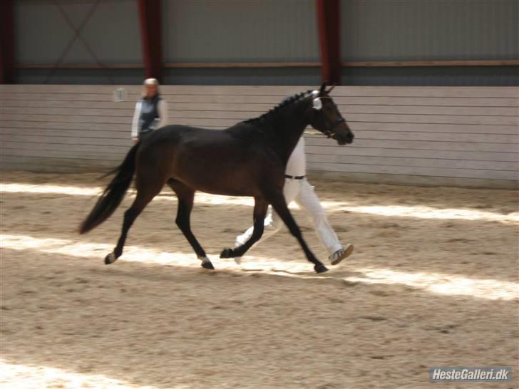 DSP Moonjams Poème *B-pony*  billede 2