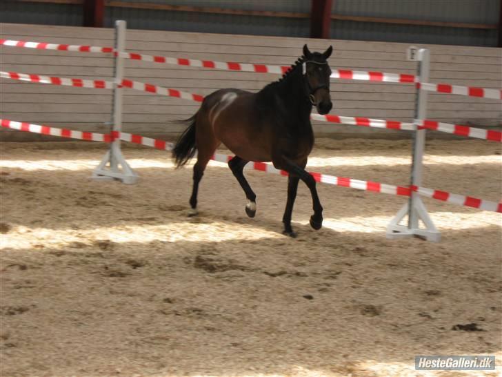 DSP Moonjams Poème *B-pony*  billede 5