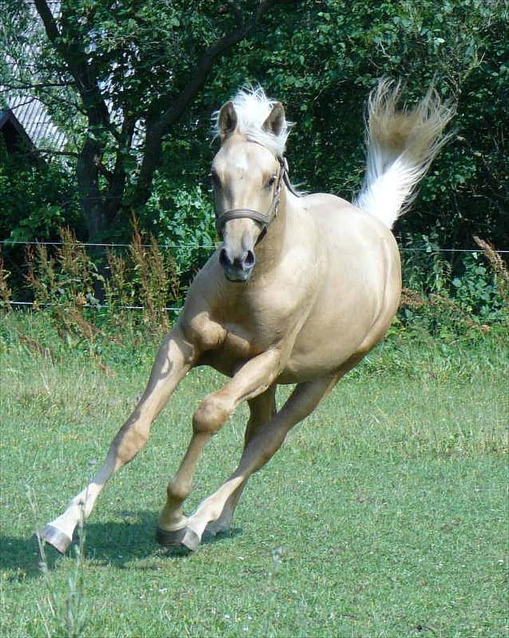 Palomino Østrupgårds Vanilla billede 11