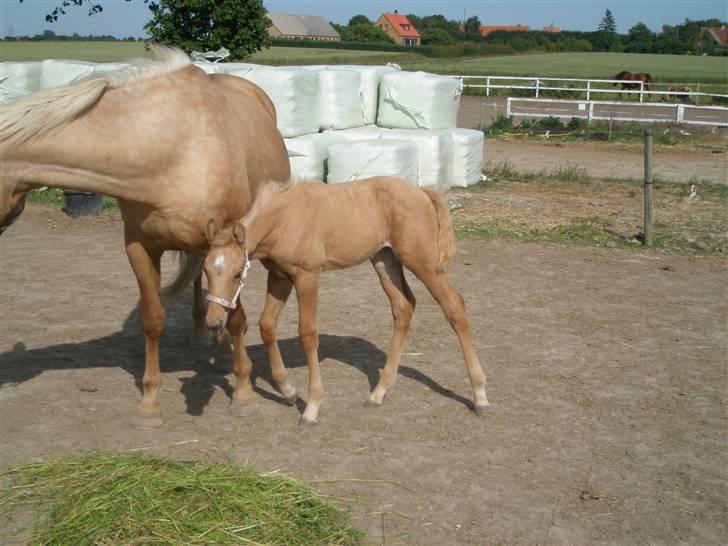 Palomino Østrupgårds Vanilla - 3 uger gammel billede 2