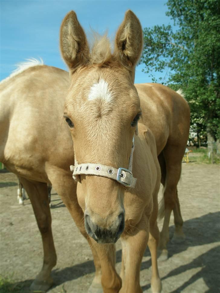 Palomino Østrupgårds Vanilla - Hej med dig billede 3