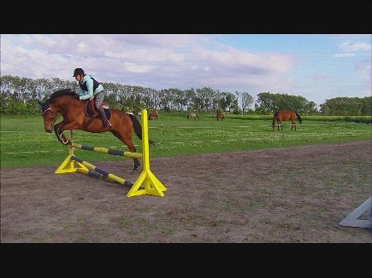 Anden særlig race Santos billede 15