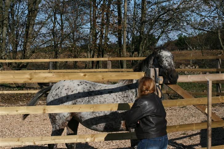 Knabstrupper Plette (solgt) billede 13