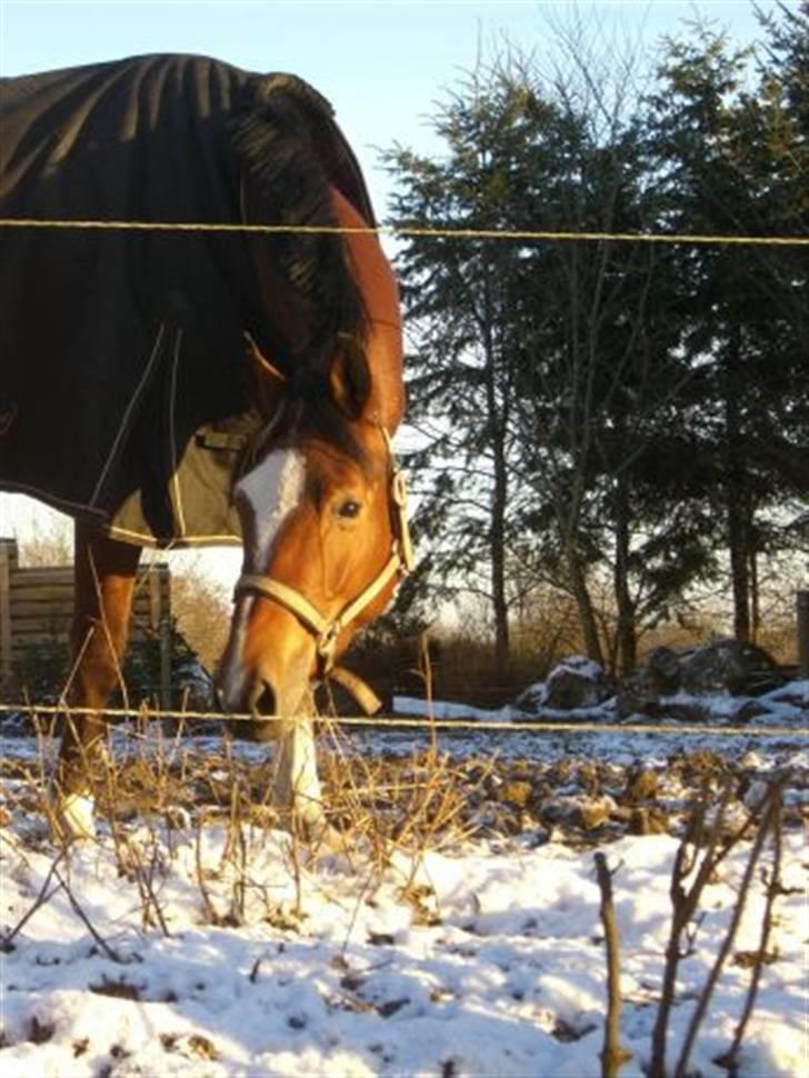 Trakehner Carmelina billede 1