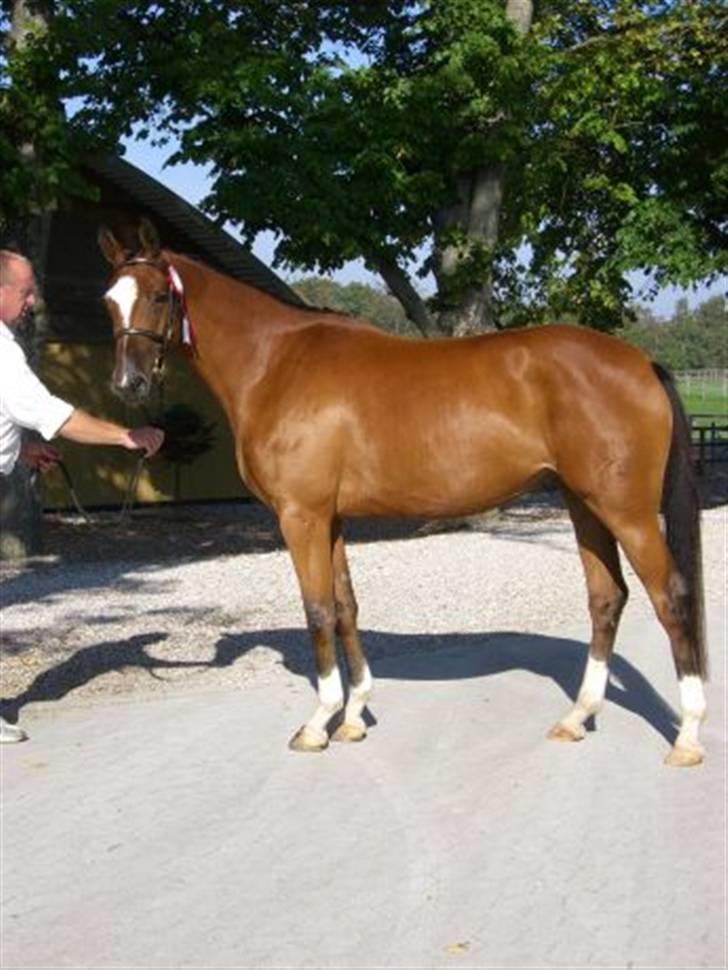 Trakehner Carmelina billede 2