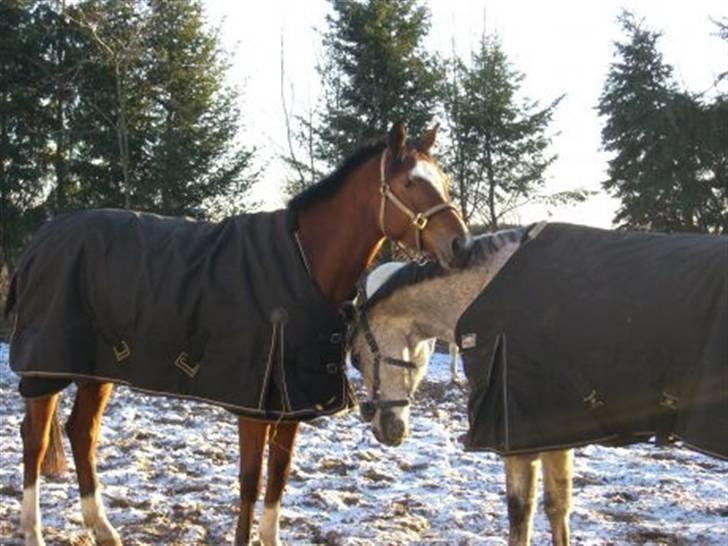 Trakehner Carmelina billede 3