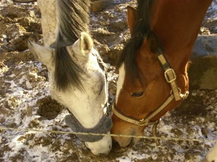 Trakehner Carmelina billede 4